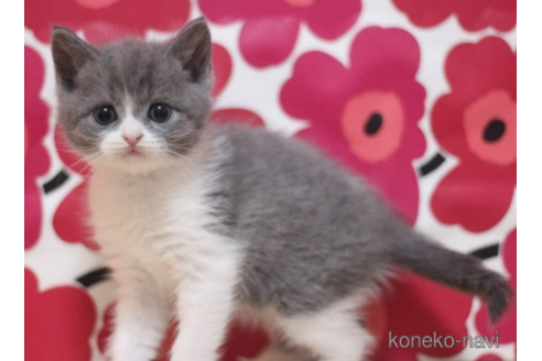 成約済の東京都のマンチカン-71498の2枚目
